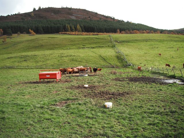 Walking back we saw cows & pheasants living together