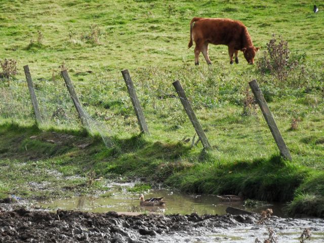 Duckie shares the small puddle.