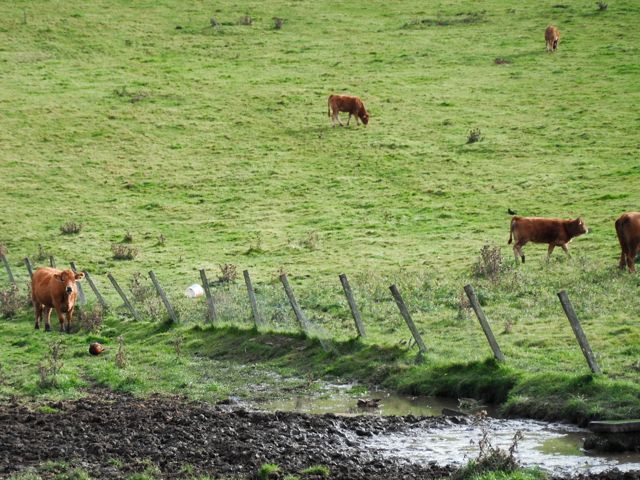 Pheasants & cows