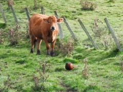 Cow and Pheasant