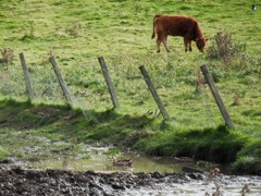 Duckie shares the small puddle.