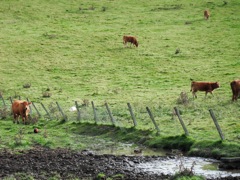 Pheasants & cows
