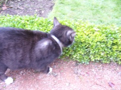 We met this kitty in the gardens.  Fat and happy!