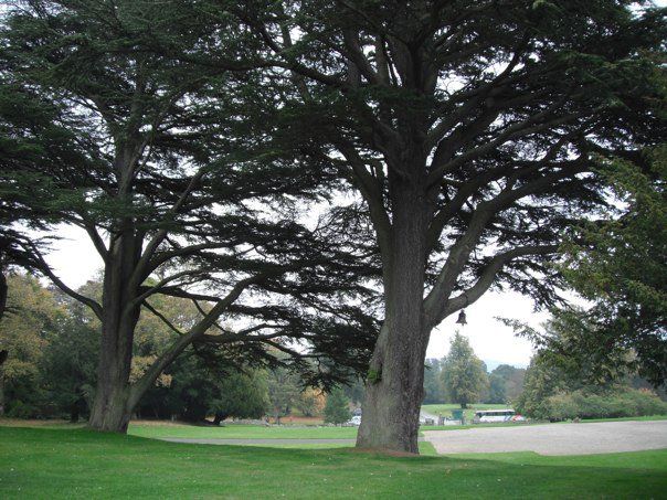 They have a forest garden, with many many species of trees.