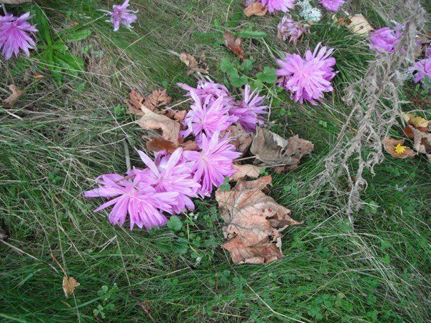 Flowers cling to the earth for warmth.