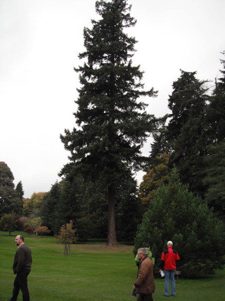 Sequoias from the Southwest U.S. do well in Scotland.