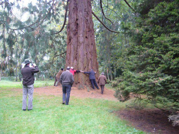 Photoing the tree-ringing