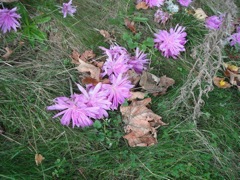 Flowers cling to the earth for warmth.