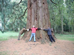 It took 7 of us to reach all the way around the base of the tree.  The bark is spongy as well.