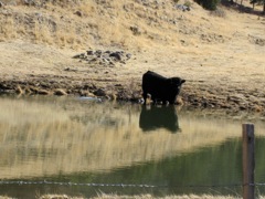 Big bull steps down to get a drink