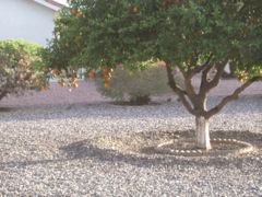 Quail run across the xeriscaped back yard.