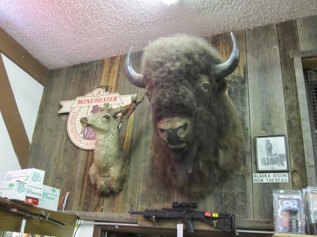 Bison