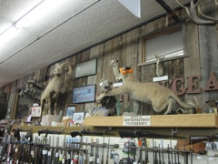 Cat attacking a Javelina, and others.  They have an impressive amount of rifles, shotguns and pistols for ale, as well as optics, ammo and accessories.