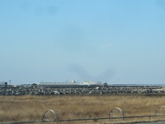 Feedlot full of cattle