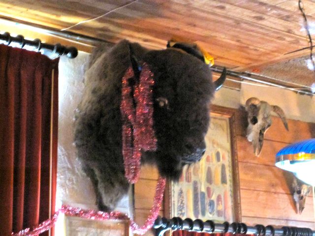 Bison getting in the Christmas Spirit