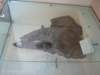photo10_small.jpg