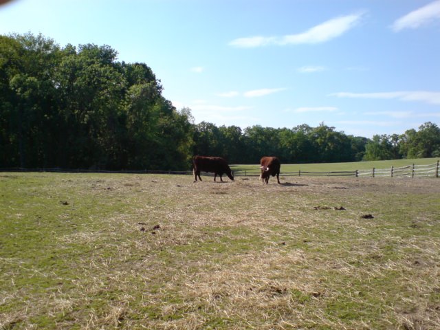 cattleonthefarm.jpg